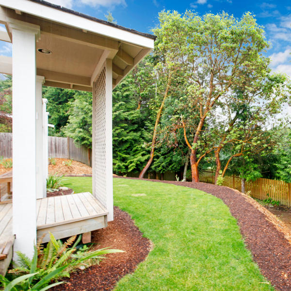 Do Trees Absorb Sound? The Silent Power of Trees Gentle Hush